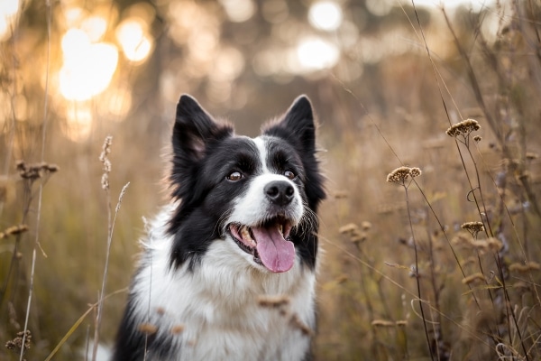The Most Intelligent Dog Breeds Ranked by Experts