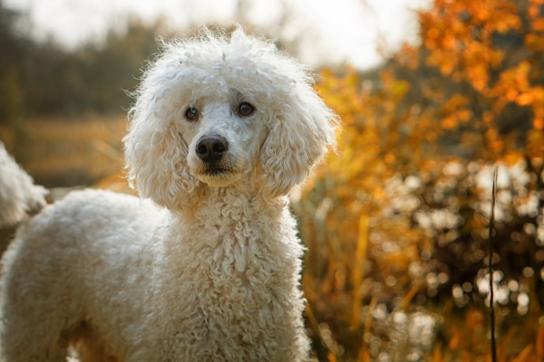 The Most Intelligent Dog Breeds Ranked by Experts