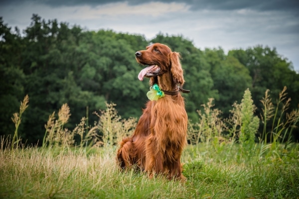 The Most Gentle Dog Breeds