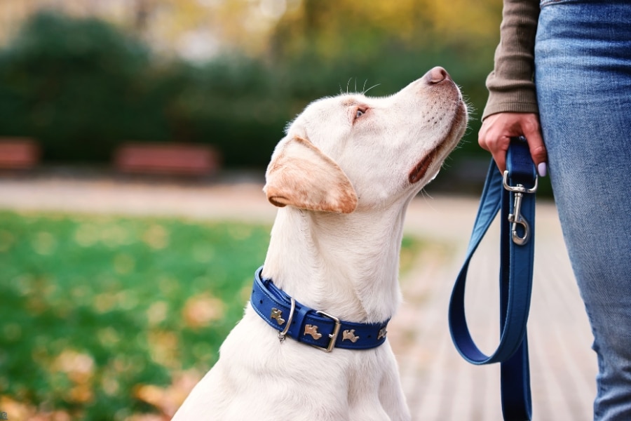 Why Some Dogs Prefer One Owner Over Another