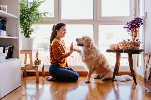 Why Some Dogs Prefer One Owner Over Another
