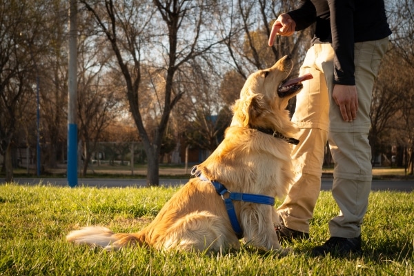Why Some Dogs Prefer One Owner Over Another