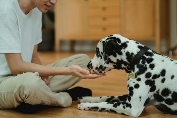 Why Some Dogs Prefer One Owner Over Another
