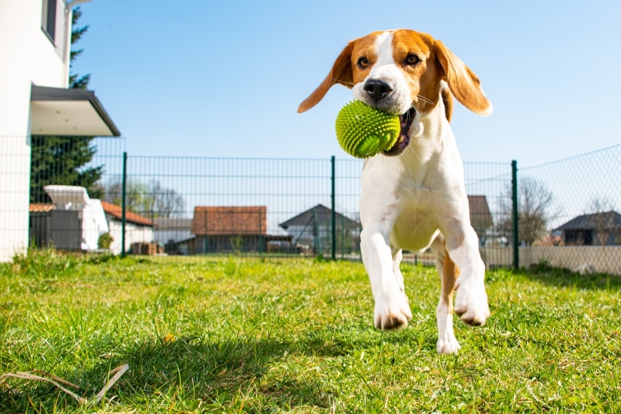 The Most Playful Dog Breeds for Active Families