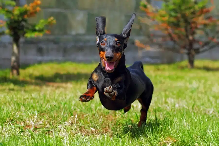 Your Dog Shows They Miss You