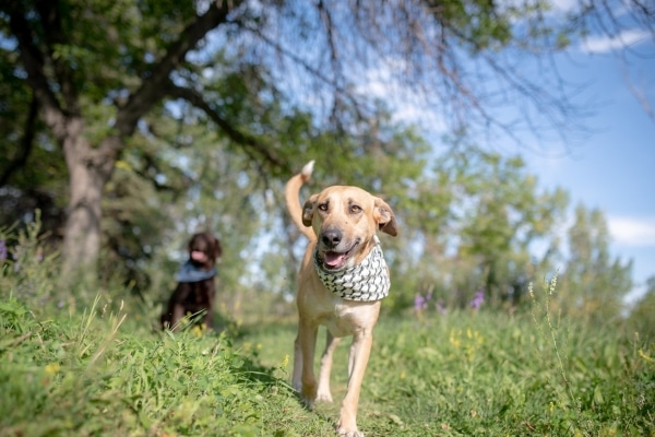 Your Dog Shows They Miss You