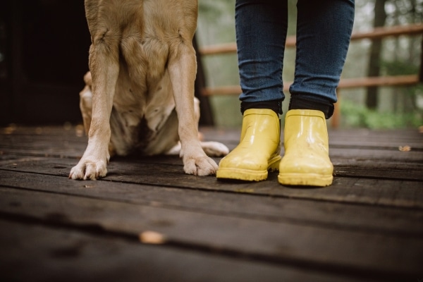 Your Dog Shows They Miss You