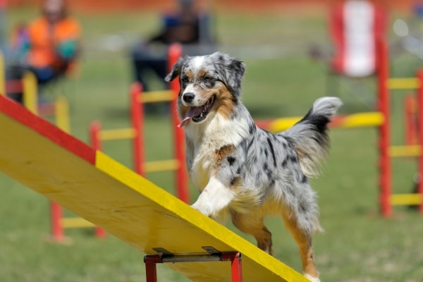 The Most Playful Dog Breeds for Active Families