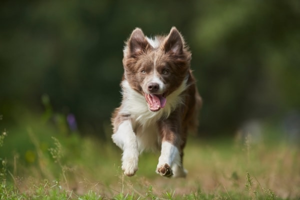 The Most Playful Dog Breeds for Active Families