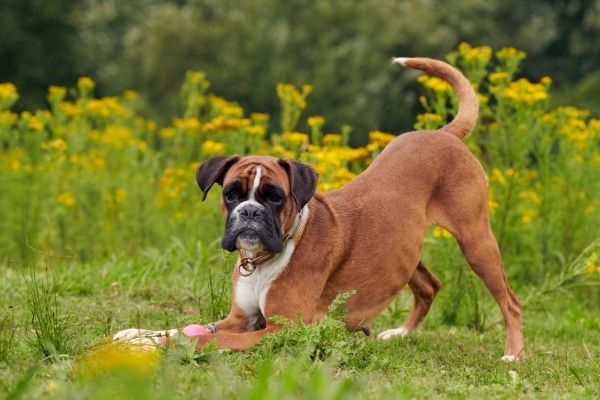 The Most Playful Dog Breeds for Active Families